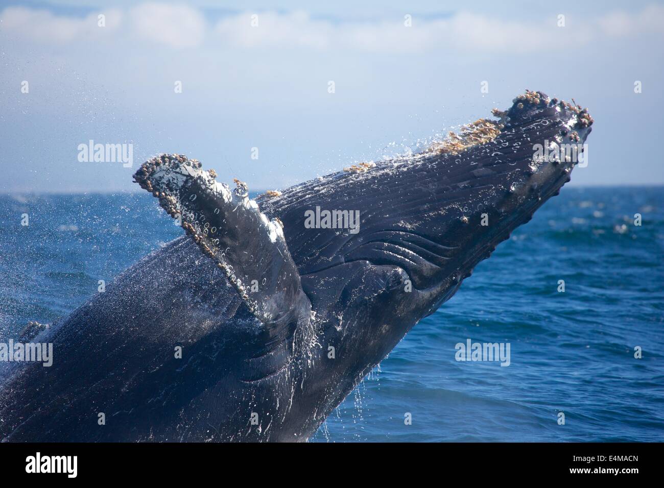 Ein Buckelwal Breschen in Monterey Bay aus Moss Landing Harbor, in der Nähe von Monterey, Kalifornien Stockfoto