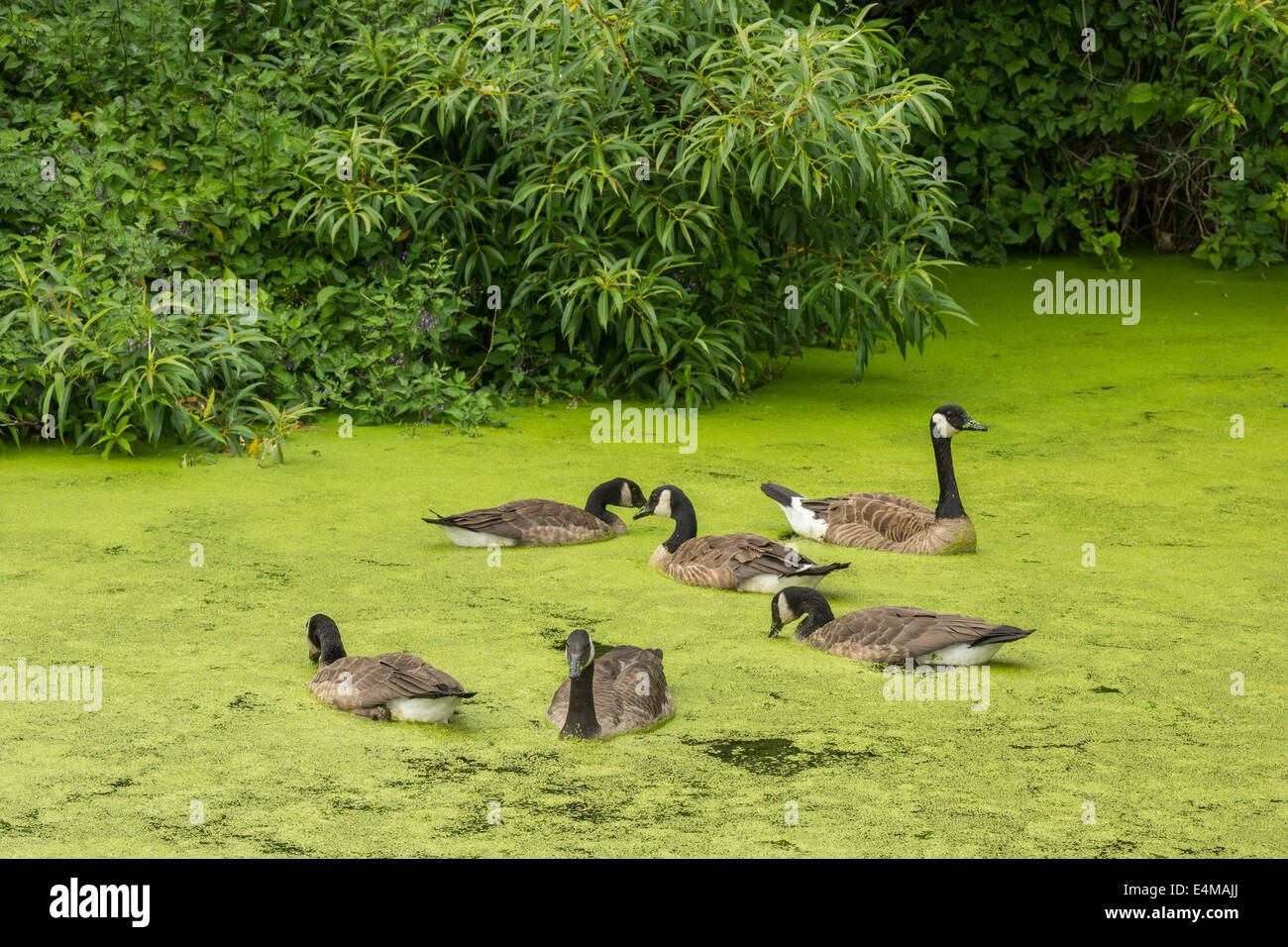 Kanadagänse auf Algenblüte bedeckt Schwanensee-Victoria, British Columbia, Kanada. Stockfoto