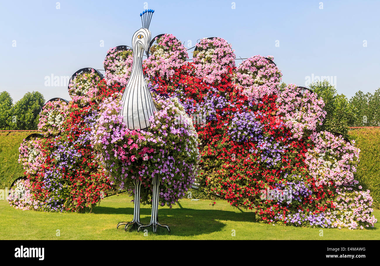 Peacock Formschnitt in Blumen an Dubais Miracle Garden, größte natürliche Blumengarten der Welt abgedeckt Stockfoto