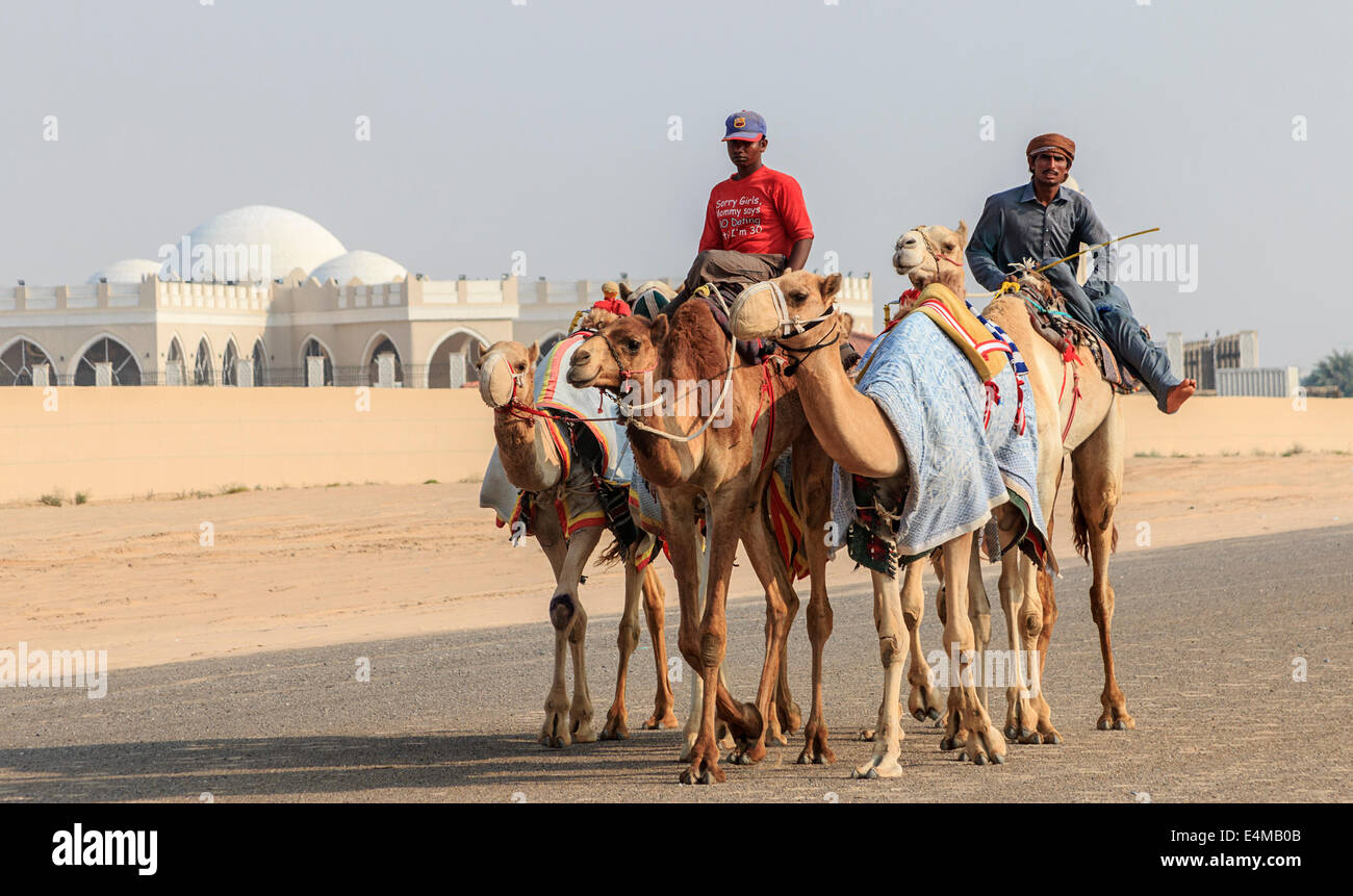 Kamele mit Roboter jockeys auf Dubai-Straße auf dem Weg zum Renntraining. Stockfoto