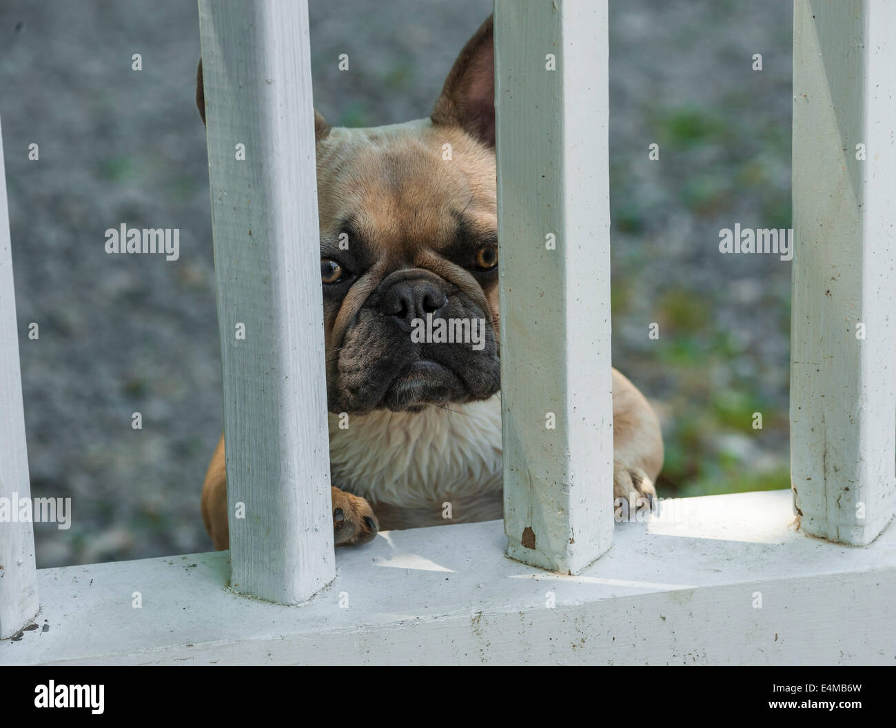 Französische Bulldogge stehend und spähte durch Tor bars Stockfoto