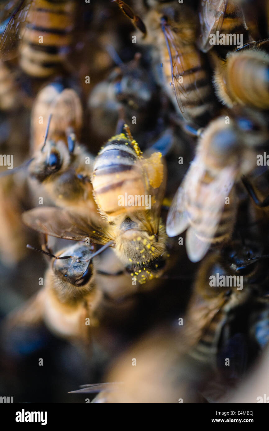 Makro Bee Pollen bedeckt Stockfoto