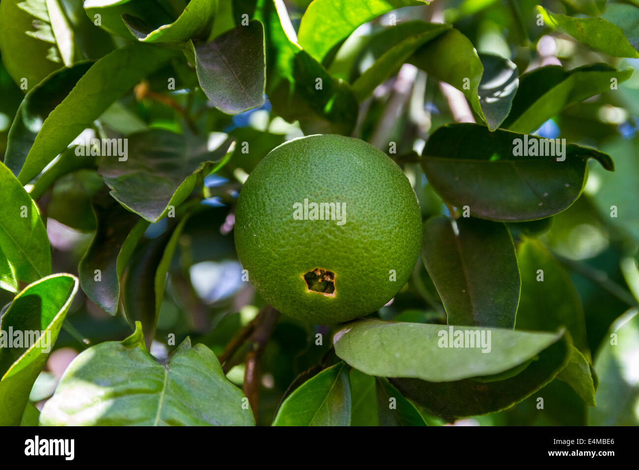 Unreife Naval Orangen in einem Obstgarten in Alta Loma, Kalifornien, eine historische orange Anbaugebiet von Südkalifornien Stockfoto