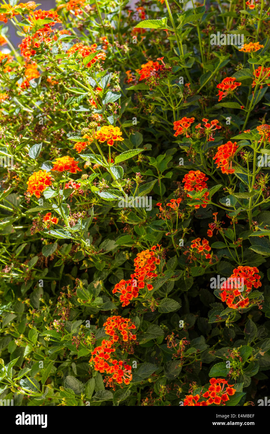 Ein Busch Lantana in einem Alta Loma California Garden Stockfoto