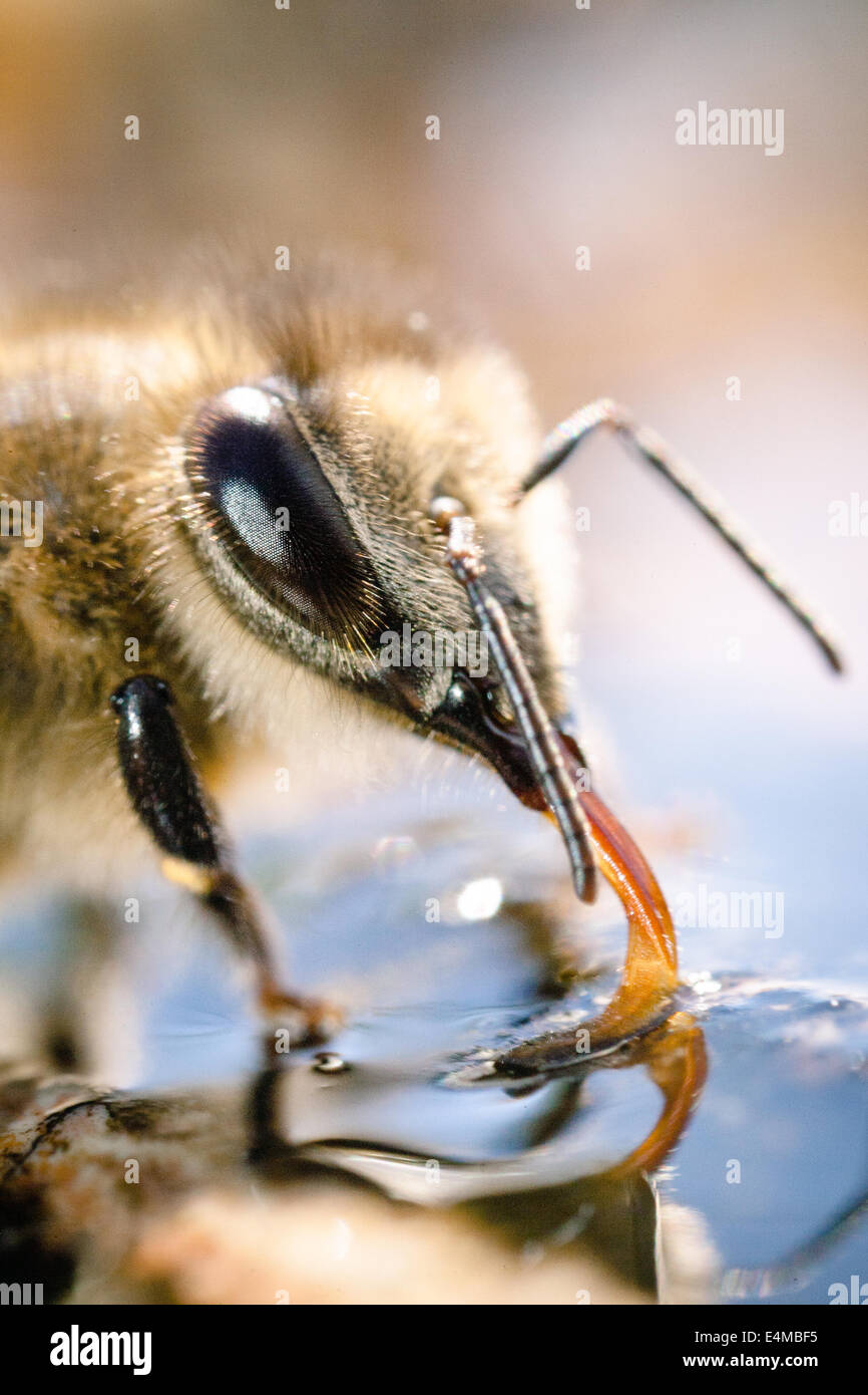 Makro Nahaufnahme von einer Biene Trinkwasser. Stockfoto