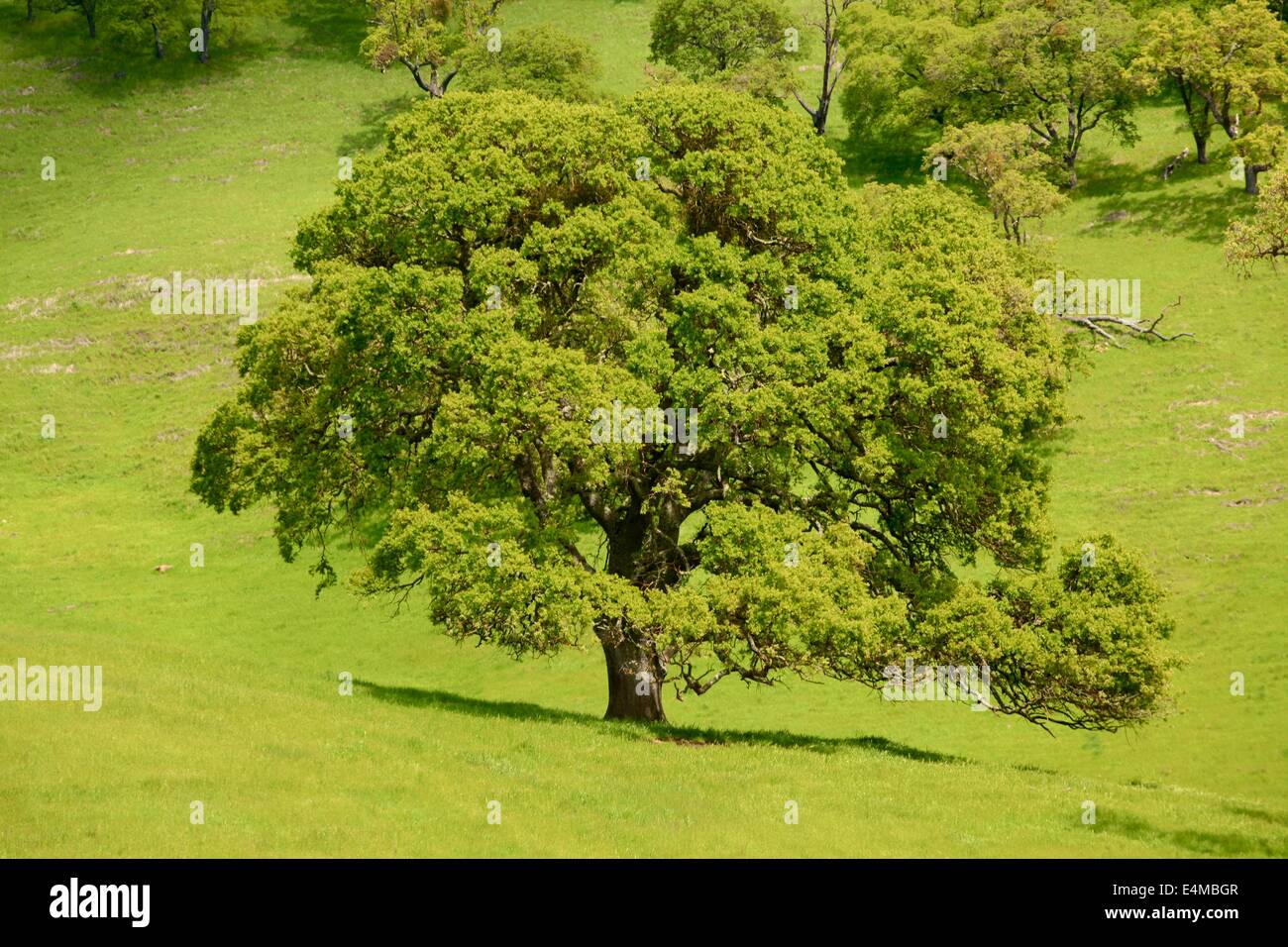 Schöne grüne California Eiche Bäume im üppigen grünen Frühling Stockfoto