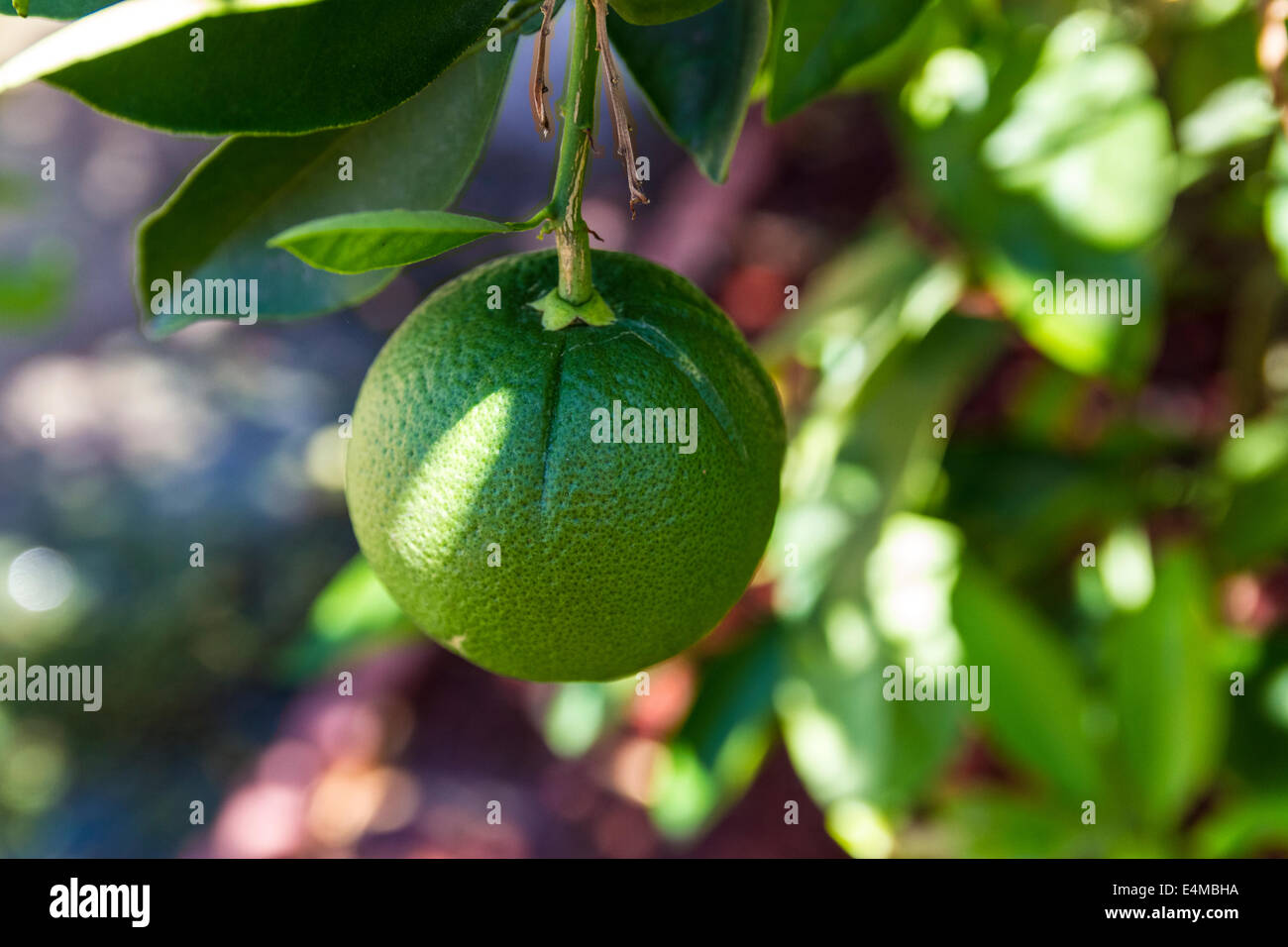 Eine unreife Marine Orange auf einem Baum im Alta Loma, Kalifornien USA Stockfoto