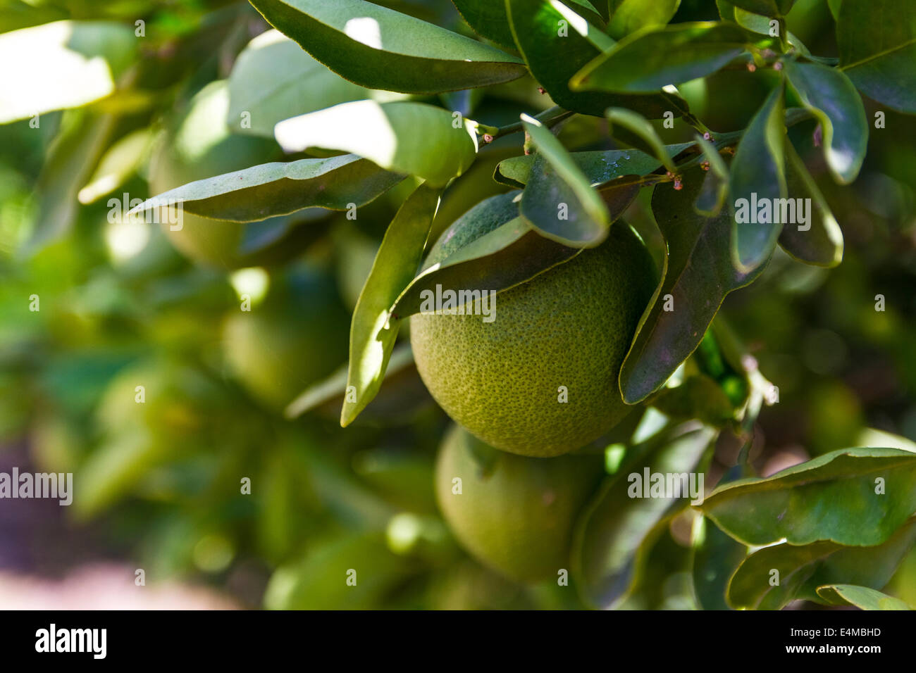 Unreife Naval Orangen auf einem Baum im Alta Loma, Kalifornien USA Stockfoto
