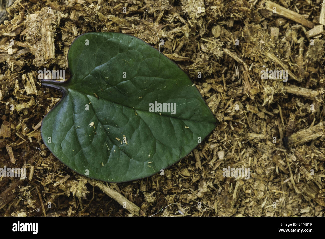 Gefallene Blatt Stockfoto