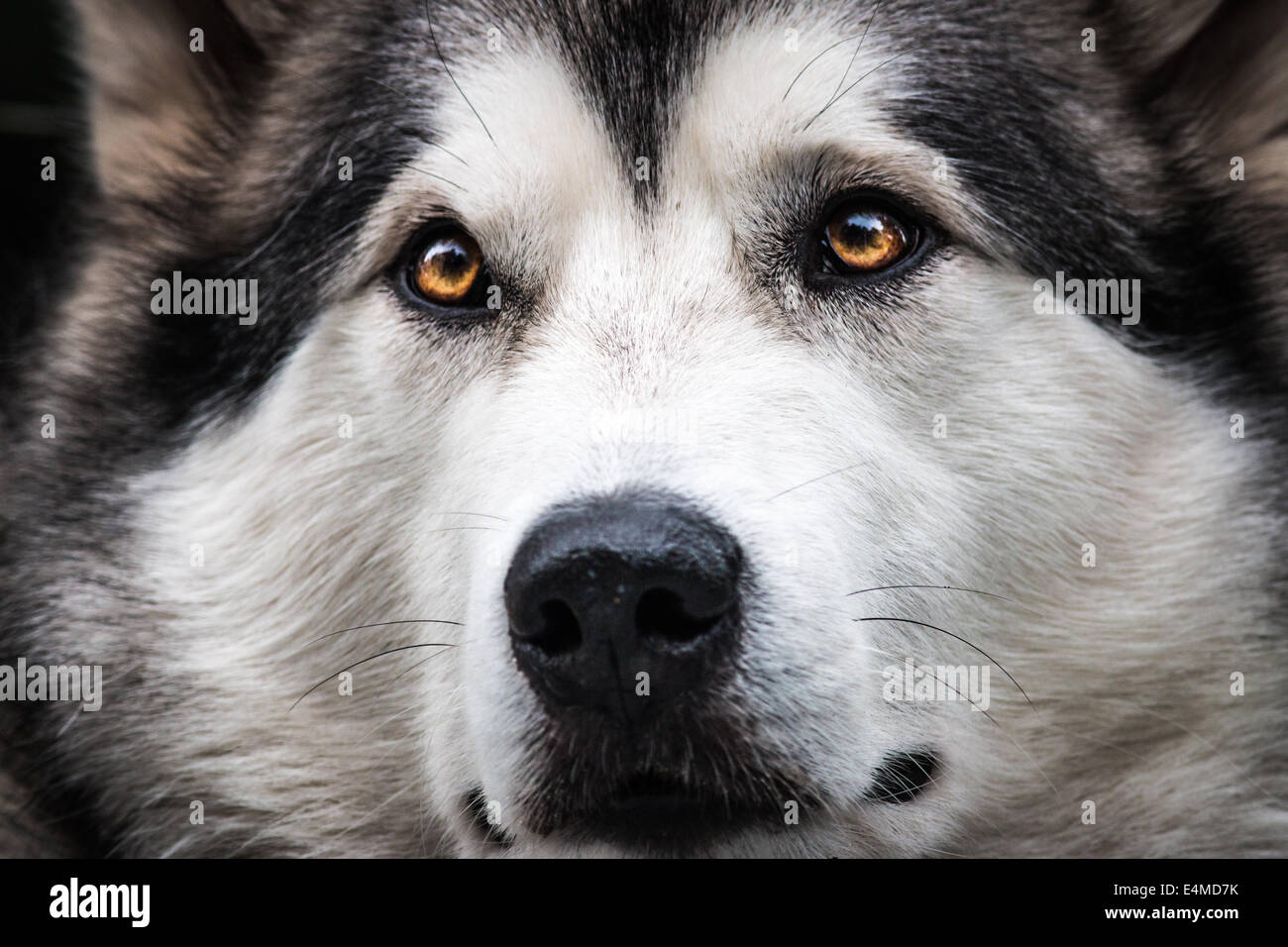 Nahaufnahme des Gesichts des Hundes (Alaskan Malamute) Stockfoto