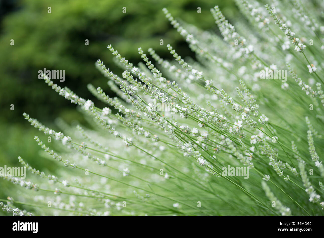 Weiß blühende Lavendelblüten hautnah Lavandula angustifolia Stockfoto