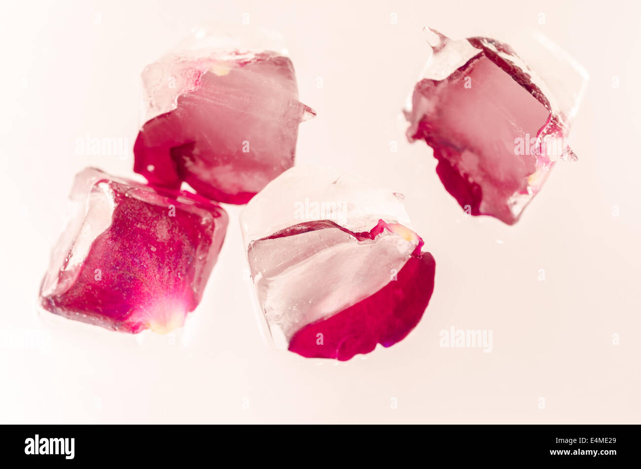 Gefrorene rote rose in Raureif Stockfoto