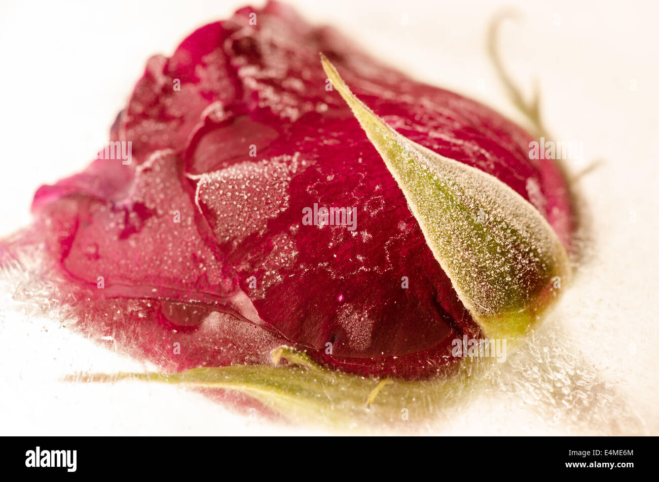 Gefrorene rote rose in Raureif Stockfoto