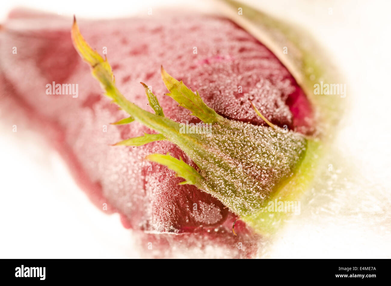 Gefrorene rote rose in Raureif Stockfoto