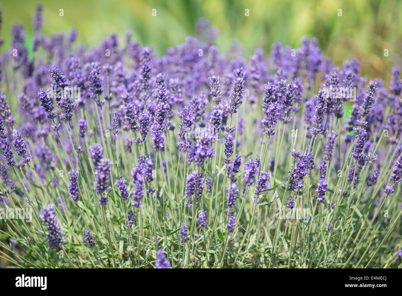 Blühenden duftenden Lavendelblüten Nahaufnahme Lavandula angustifolia Stockfoto