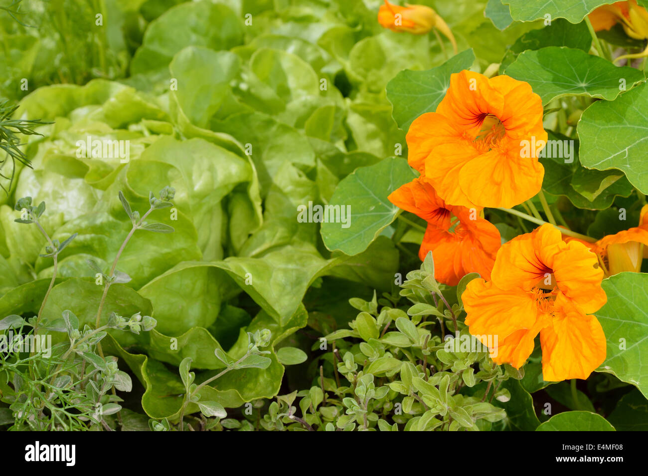 Essbare Pflanzen in einem Sommer Bio-Garten. Majoran, Kapuzinerkresse und Kopfsalat Kopfsalat. Stockfoto