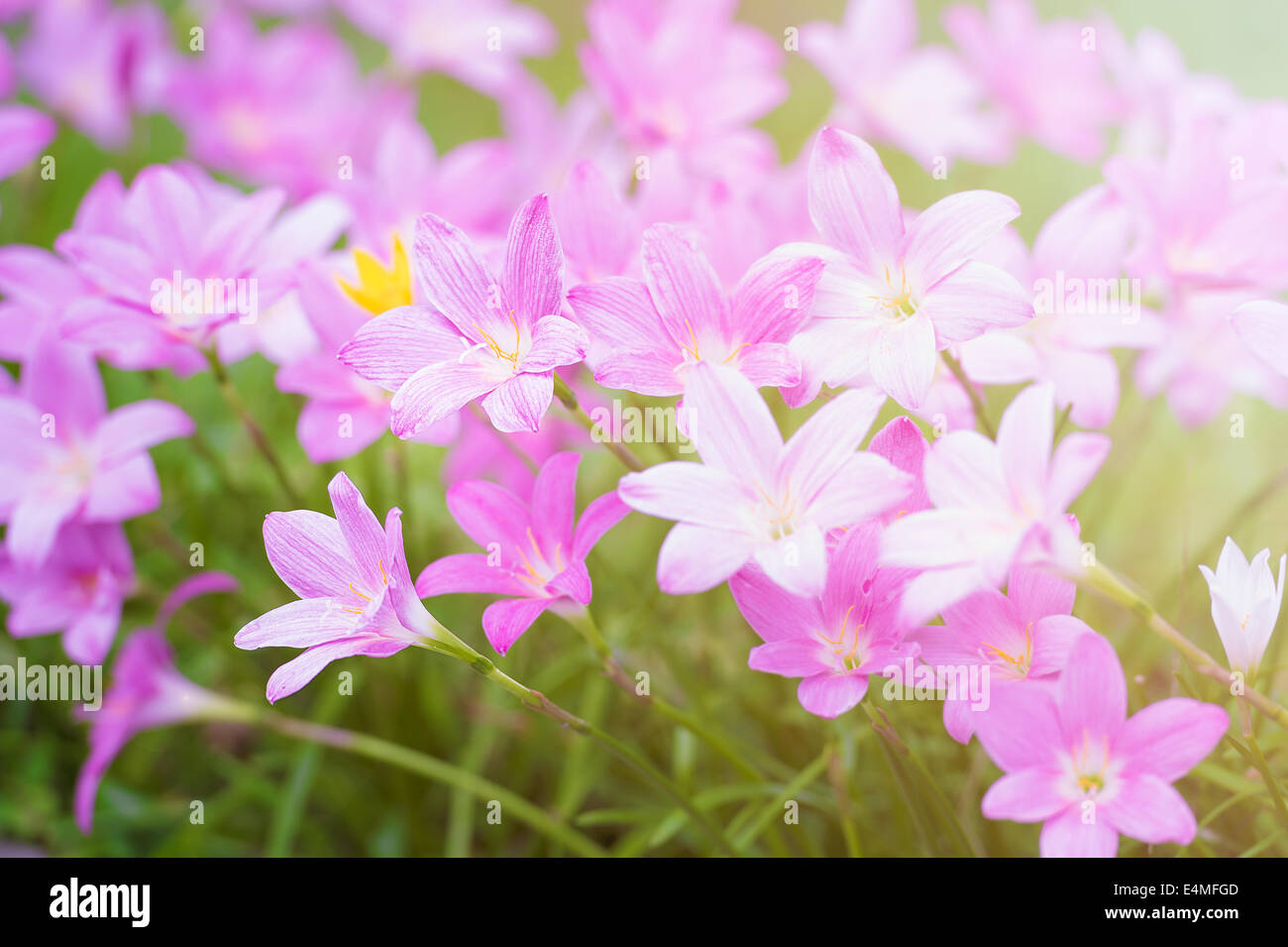 Rosa Regen Lilly Blüte Blume Stockfoto