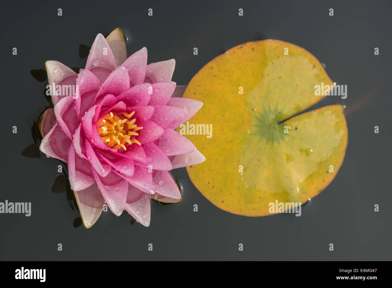 Rosa Seerose Blume und gelbes Blatt Nymphea Stockfoto
