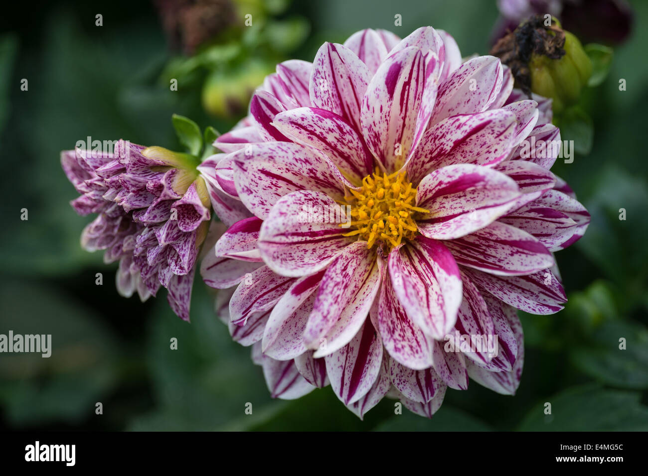 Blume lila gestreiftes Dahloa hautnah Stockfoto