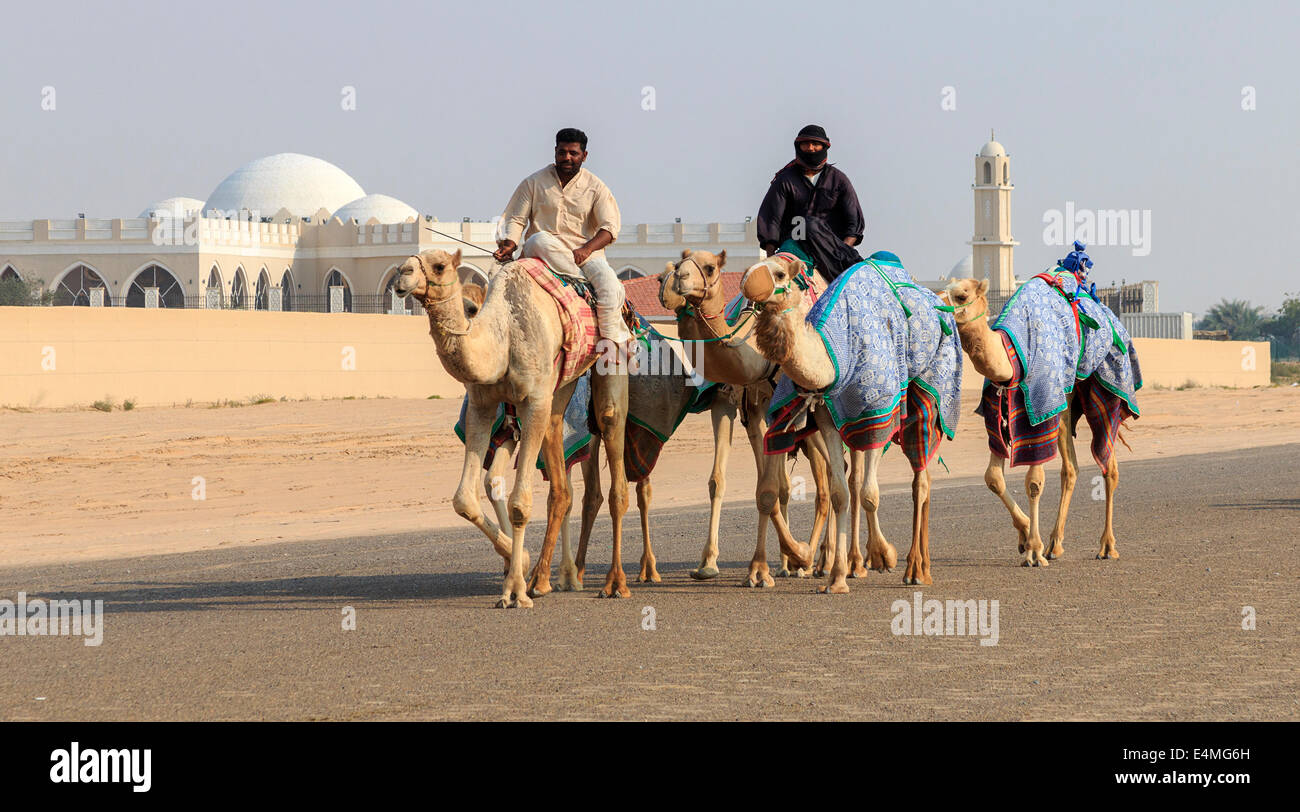 Kamele mit Roboter jockeys auf Dubai-Straße auf dem Weg zum Renntraining. Stockfoto