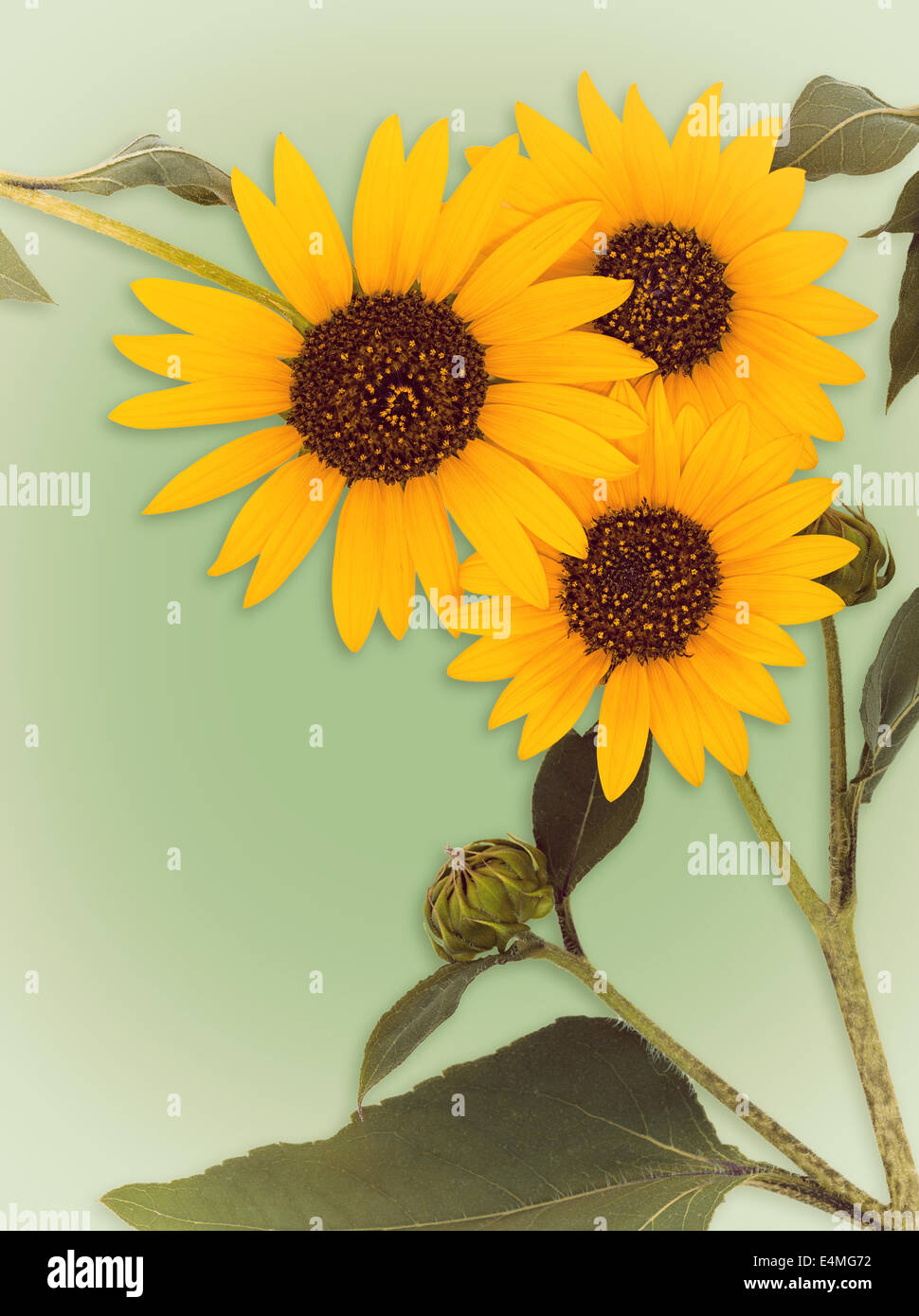 Wilde Sonnenblumen Blüten auf Vintage-grün Hintergrund Stockfoto