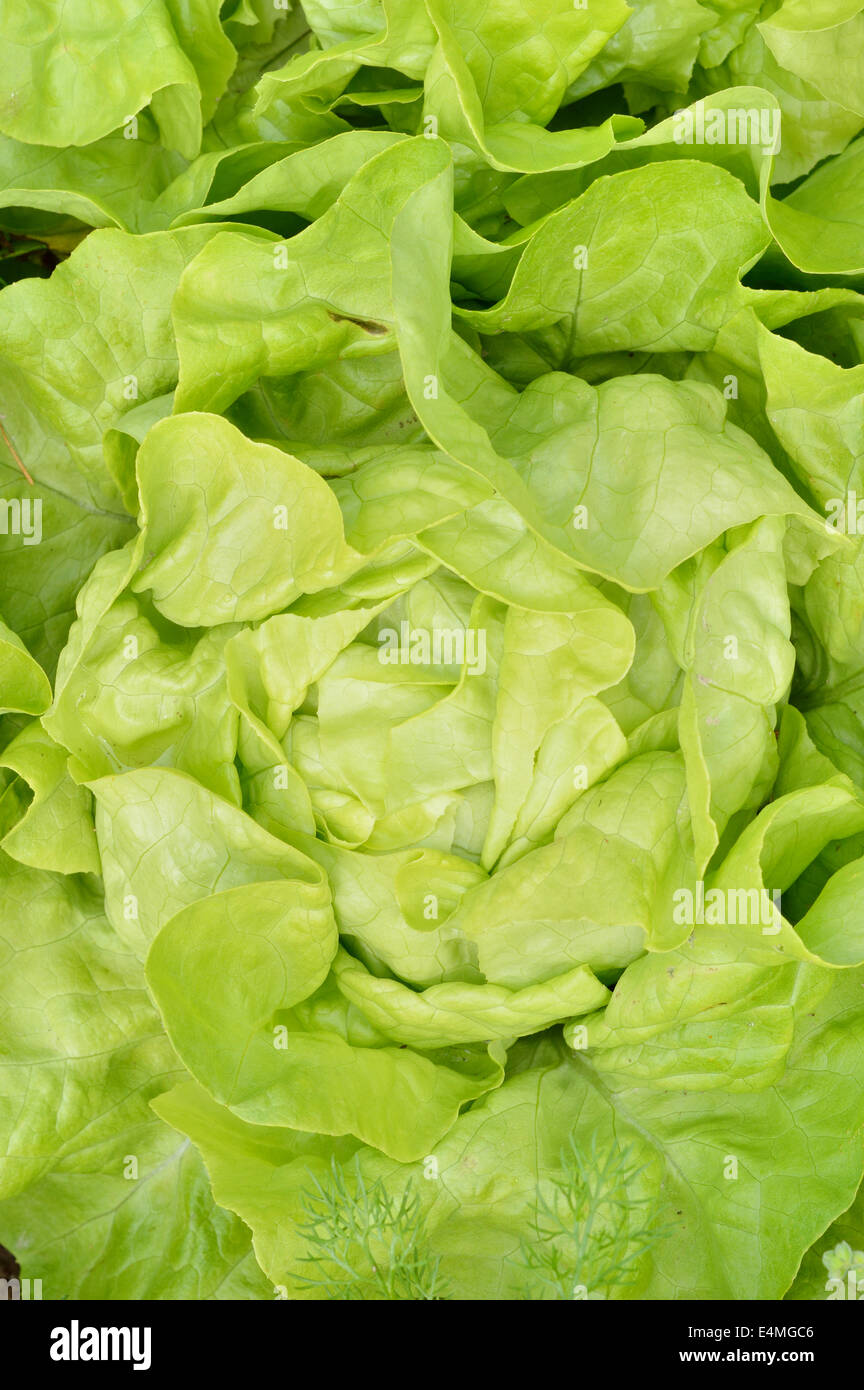 Nahaufnahme der grünen, frischen Kopfsalat Kopfsalat (Lactuca Sativa). Ansicht von oben, Garten Hintergrund. Stockfoto