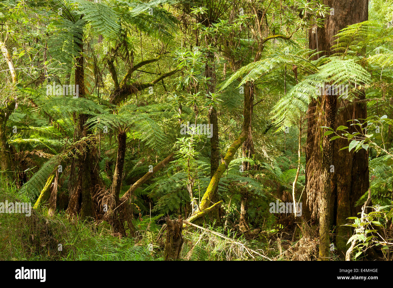 Regenwald auf Hardy Gully Walk, Sherbrooke Forest, Victoria, Australien Stockfoto