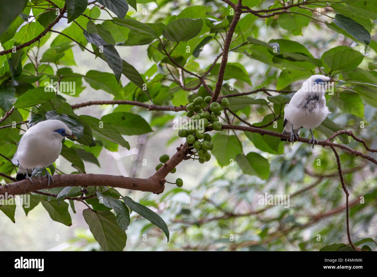 Bali Starling in Voliere im Hong Kong Park CHINA Stockfoto