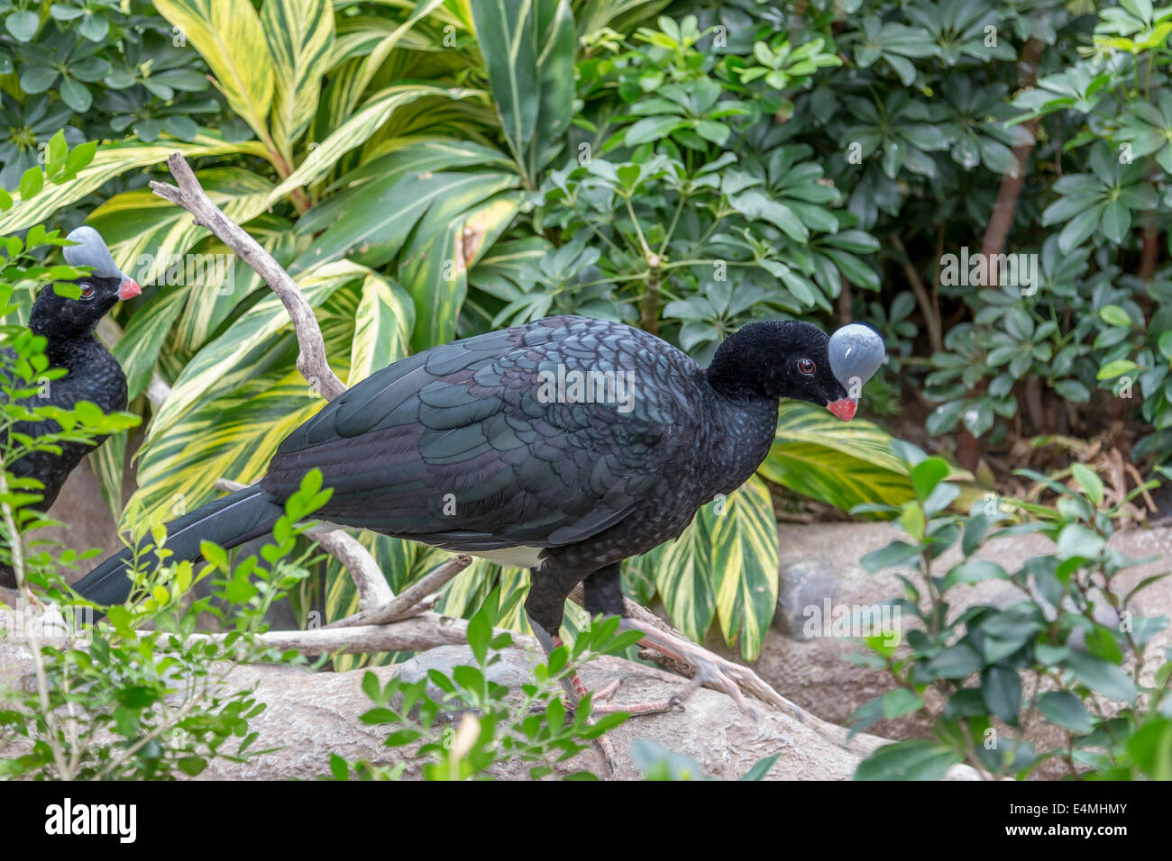 CHINA HONG KONG Ocean Park Aquarium Vogel schwarz Stockfoto