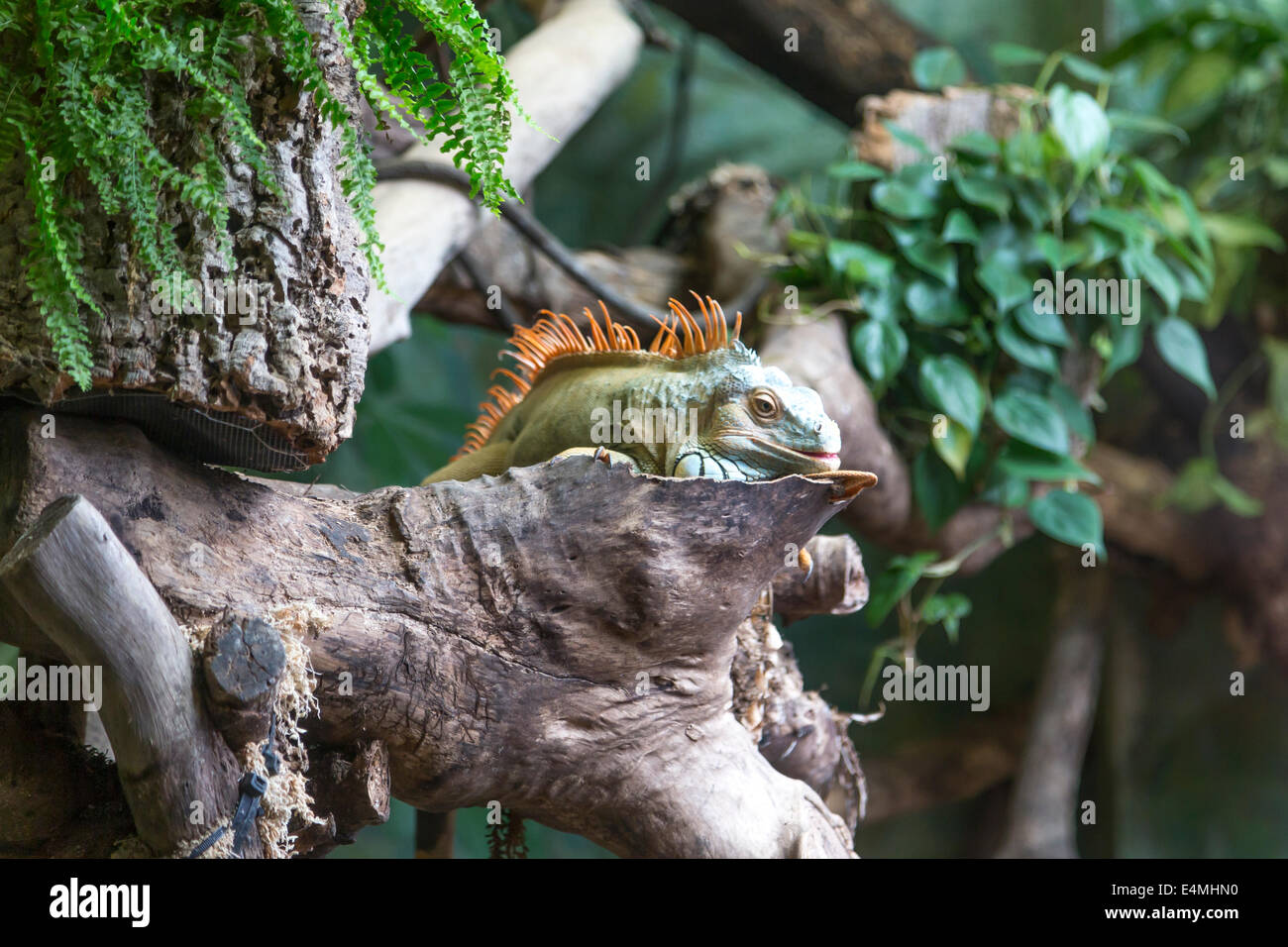 CHINA HONG KONG Ocean Park Aquarium Eidechse grün Stockfoto