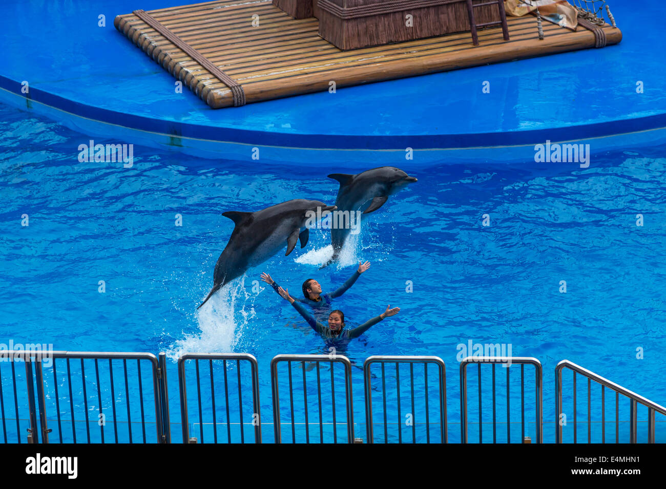 CHINA HONG KONG Ocean Park Aquarium Vögel Delphin-show Stockfoto