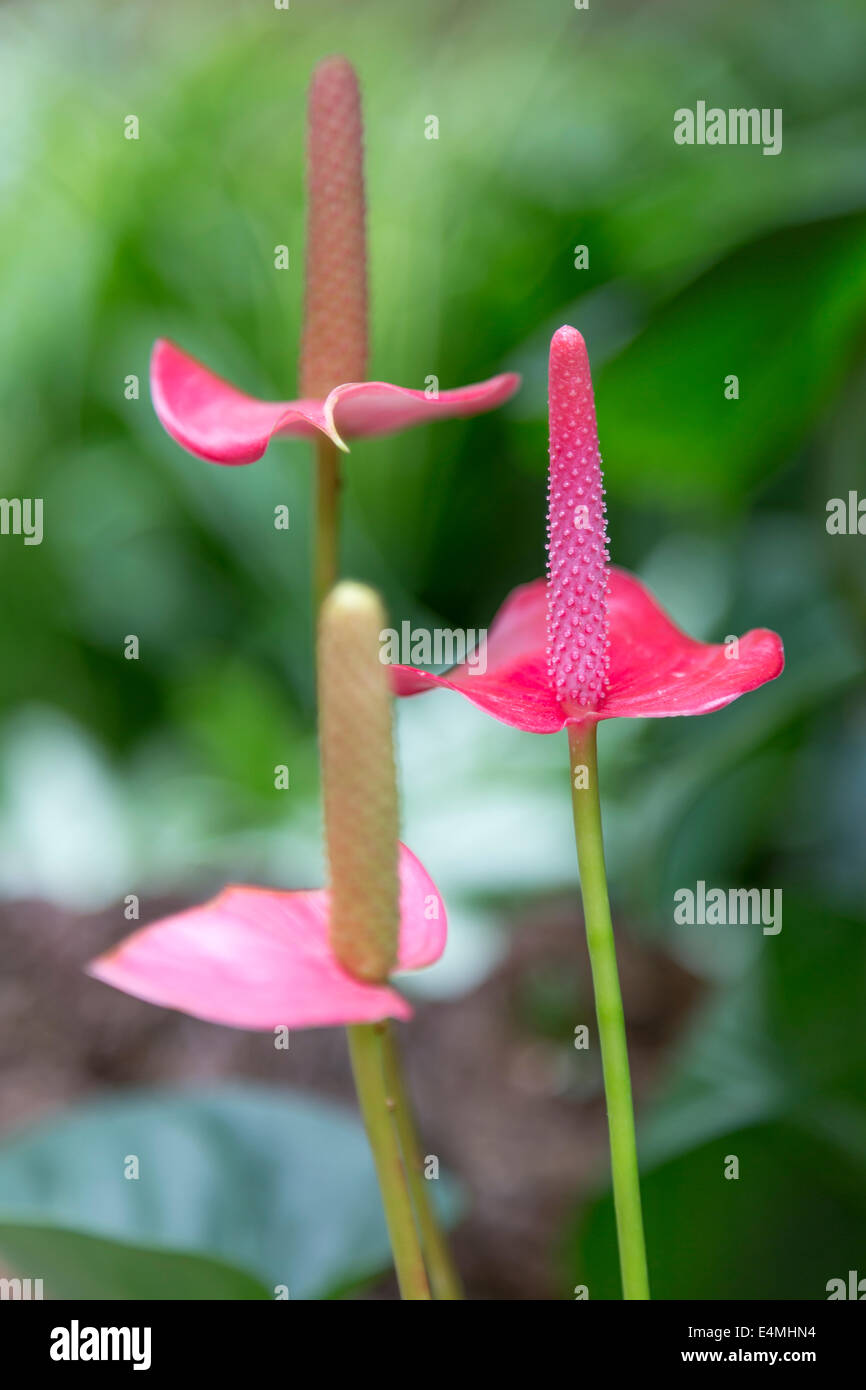 Edward Youde Voliere HONG KONG Park Park CENTRAL exotische Blumen Stockfoto