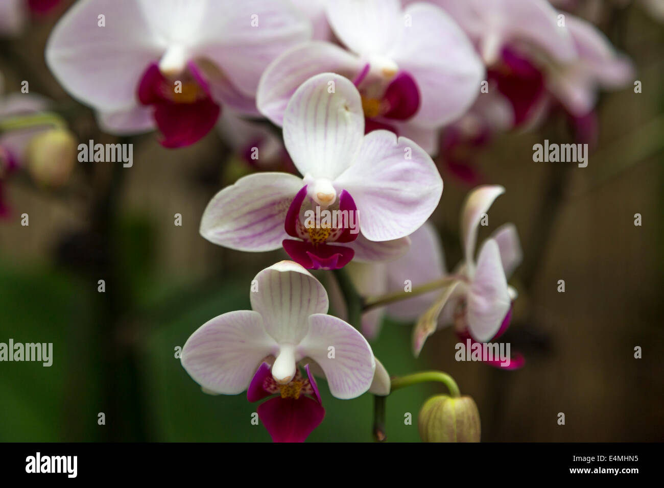 HONG KONG Park Park CENTRAL exotische Blumen Stockfoto