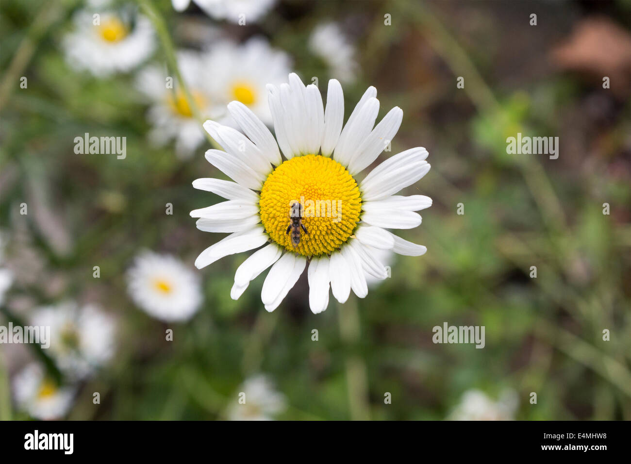 Insekten auf einem wilden Gänseblümchen ernähren sich von Nektar. Stockfoto