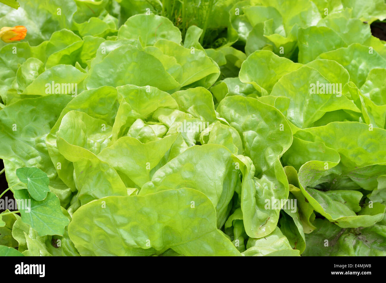 Nahaufnahme der grünen Kopfsalat Kopfsalat (Lactuca Sativa) in einem Garten. Bio-Gärtnerei. Stockfoto
