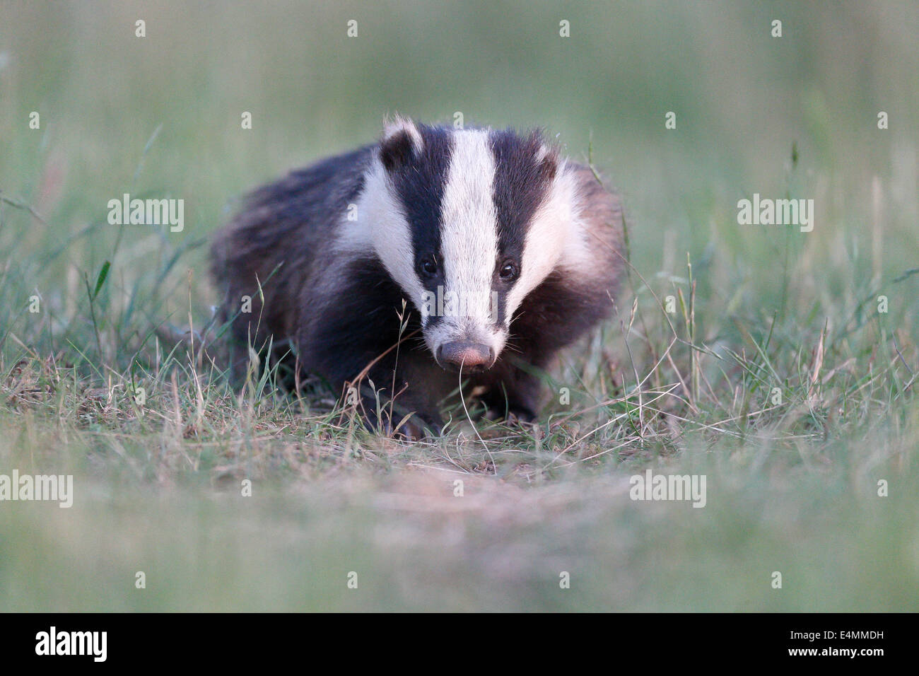 Dachs, Meles Meles, einziges Säugetier, Warwickshire, Mai 2014 Stockfoto