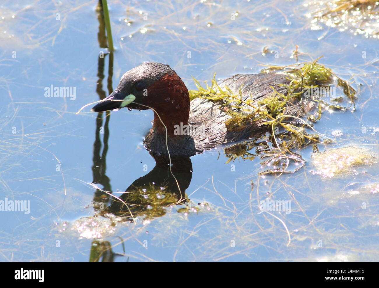 Reifen Sie Zwergtaucher (Tachybaptus Ruficollis) schwimmen und Fischen, Oberflächenersatz nach einem Tauchgang Stockfoto