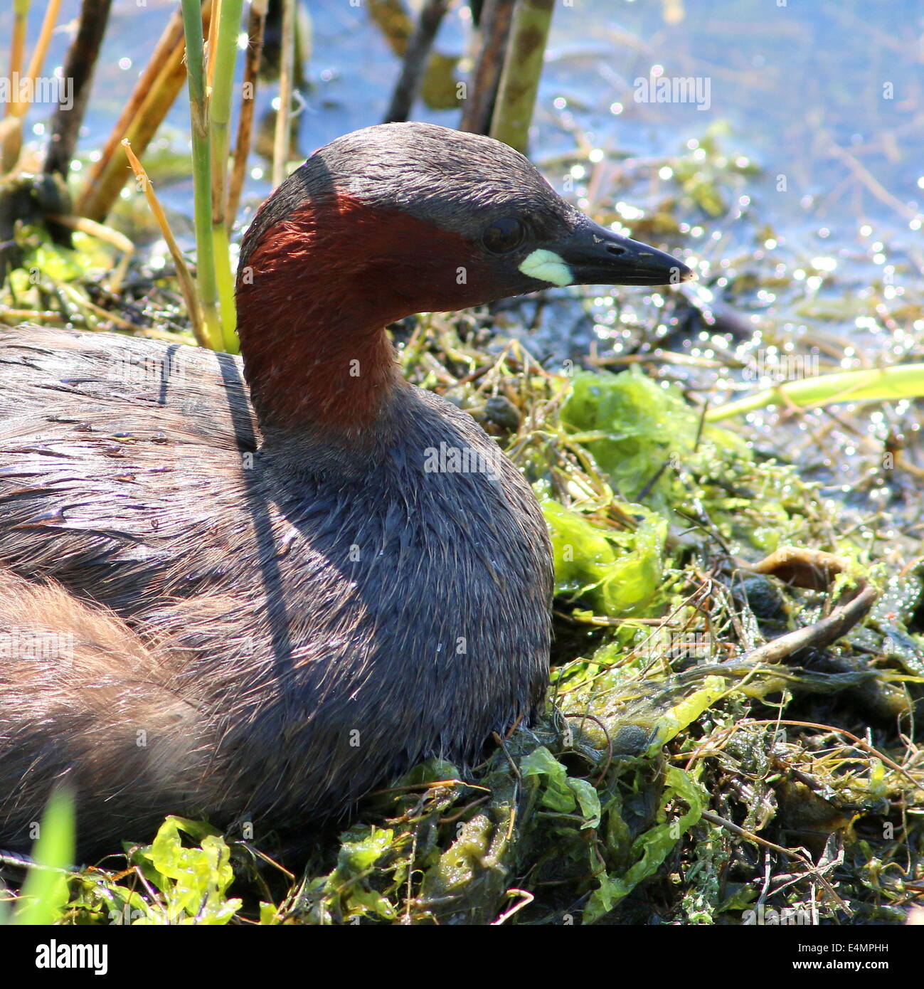 Reifen Sie Zwergtaucher (Tachybaptus Ruficollis) brüten auf dem Nest (10 Bilder in Serie) Stockfoto