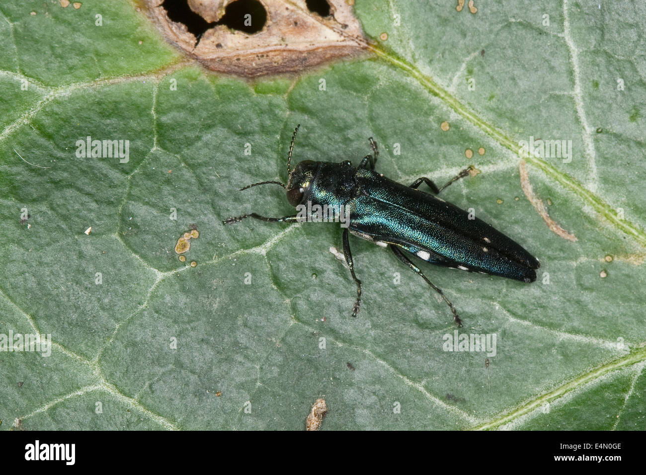 Eiche Pracht Käfer, Eiche Pracht Käfer entdeckt zwei Eiche Buprestid, Agrilus Biguttatus Zweipunktiger Eichenprachtkäfer Stockfoto