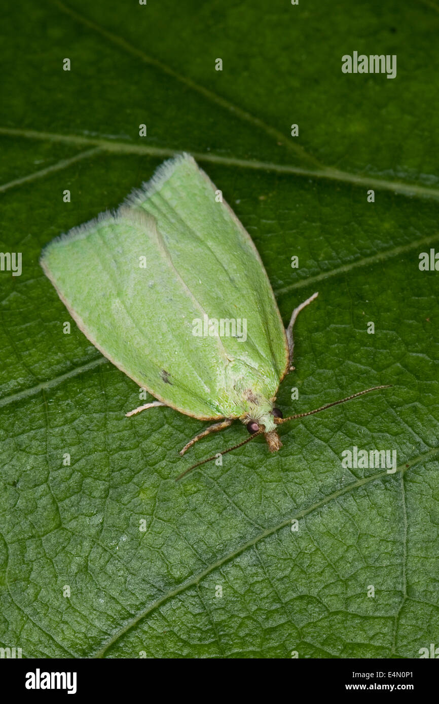 Erbse-grünen Eiche Curl, grüne Eiche Tortrix, Eiche Leafroller, grüne Eiche Walze, Eiche Tortrix, Grüner Eichenwickler Tortrix viridana Stockfoto