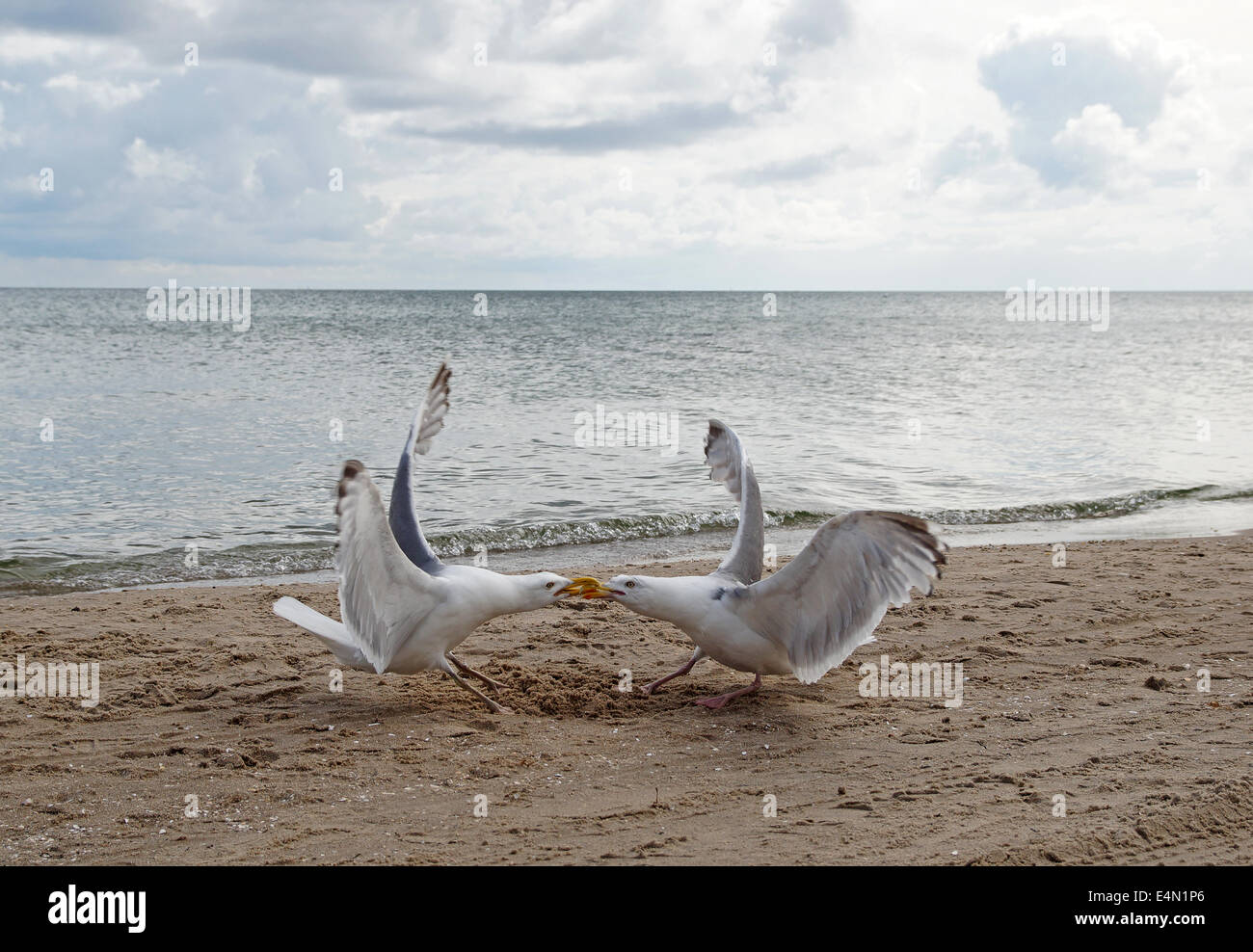 gelben Beinen Möwen (Larus Michahellis) Stockfoto
