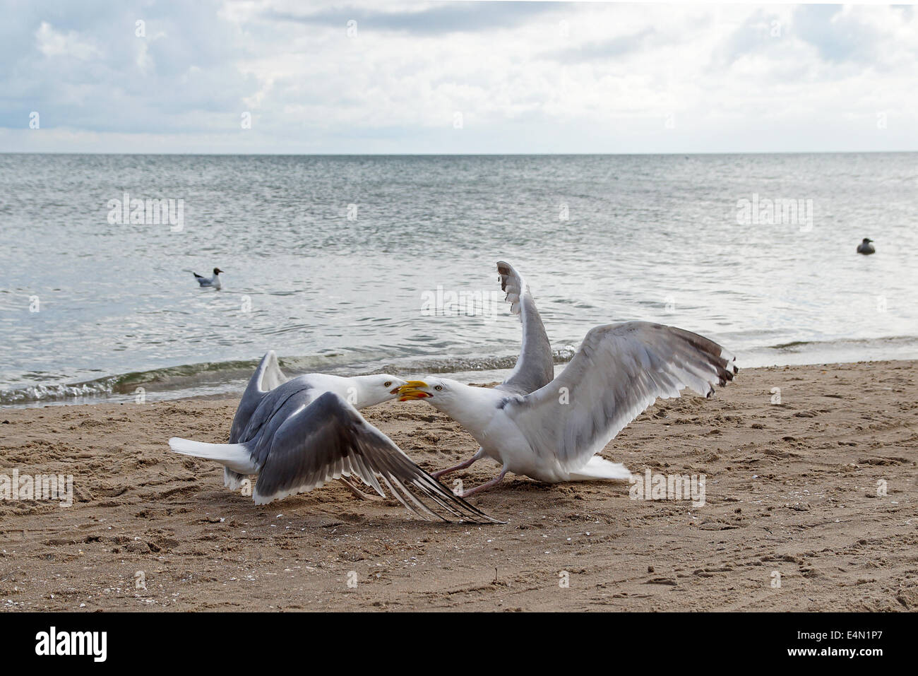 gelben Beinen Möwen (Larus Michahellis) Stockfoto