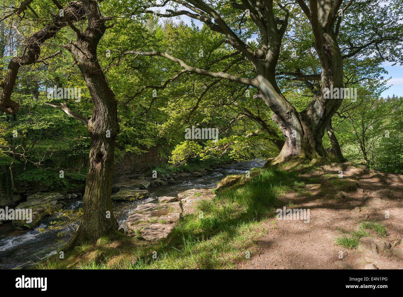 Derwent River in der Nähe von Shotley Grove in Shotley Brücke Stockfoto