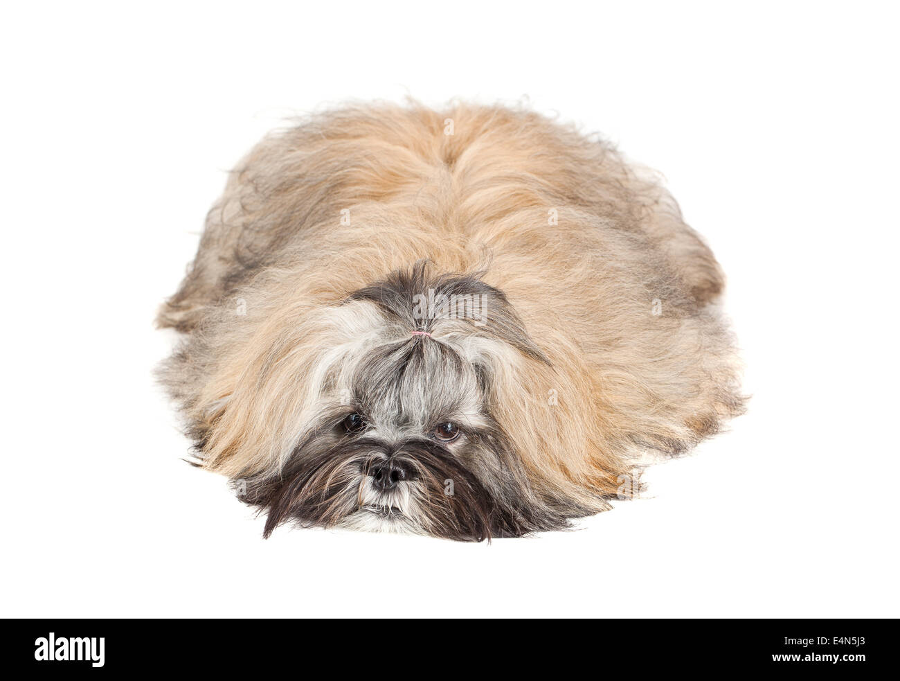 Lhasa Apso Welpe liegend auf weiß Stockfoto