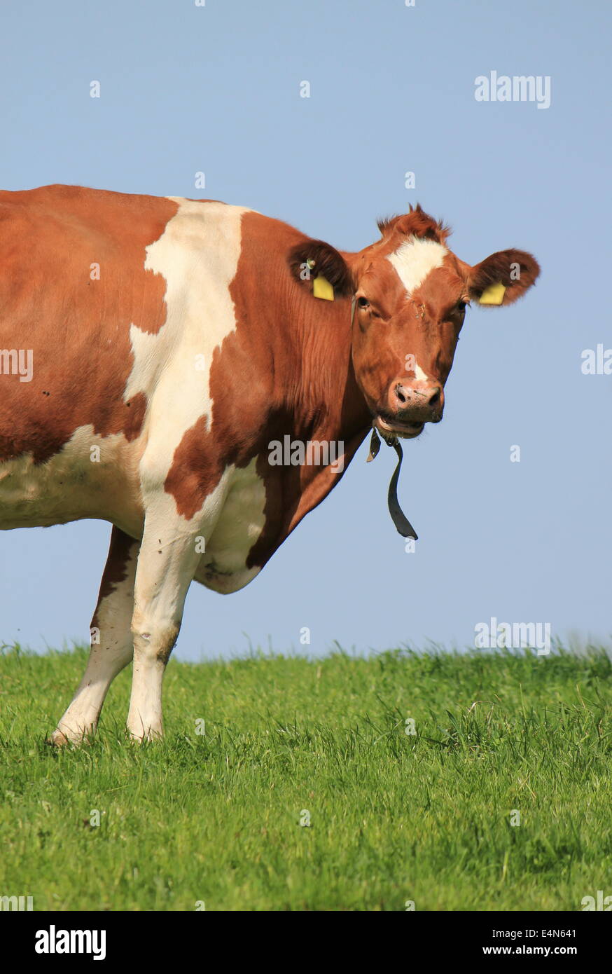 Eine halbe Kuh Stockfoto