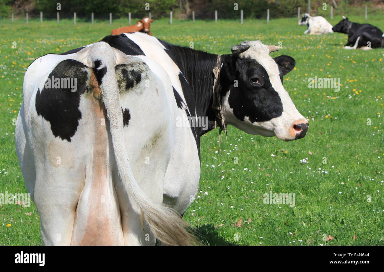 Kühe im Kanton Freiburg, Schweiz Stockfoto