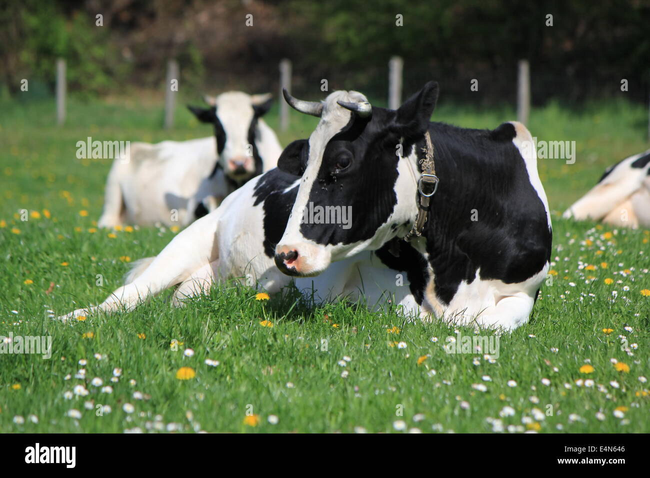 Kühe im Kanton Freiburg, Schweiz Stockfoto