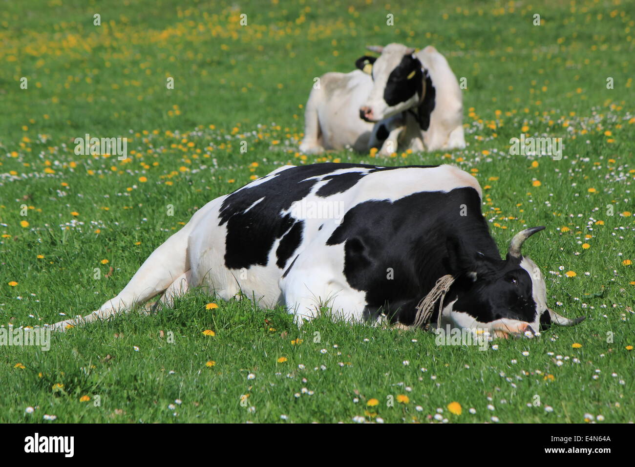 Kühe von Fribourg Kanton, Schweiz, ruhen Stockfoto