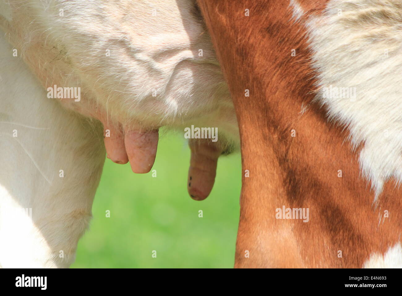 Euter einer Kuh Stockfoto