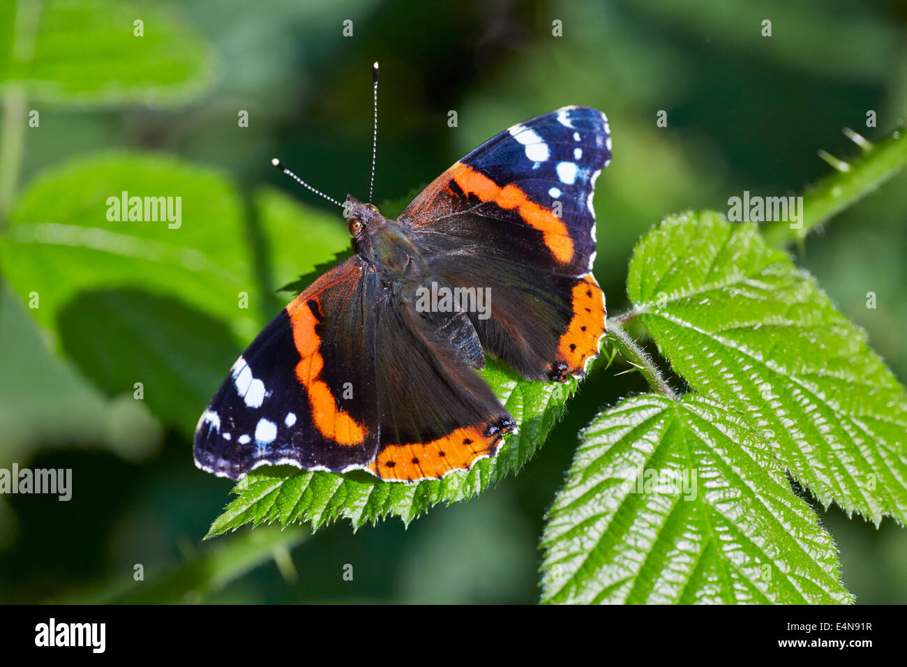 Red Admiral Schmetterling auf Brombeere.  Bookham Common, Surrey, England. Stockfoto